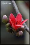 IMGP2768-1