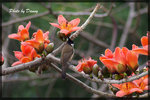 IMGP2820-1