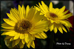IMGP2647-1