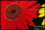 IMGP2649-1