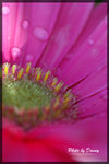 IMGP2653-1