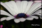 IMGP2660-1