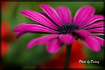 IMGP2665-1