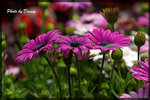 IMGP2678-1