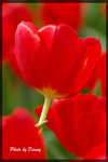 IMGP2689-1