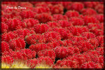 IMGP2706-1