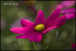 IMGP0268