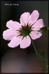 IMGP0275