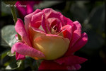 IMGP0295