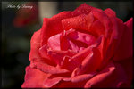 IMGP0297
