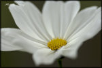 IMGP0699