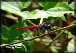 IMGP6447-1