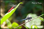 IMGP6452-1
