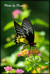 IMGP6458-1