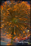 IMGP6317-1