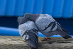IMGP9170-P