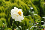 DPP_3907
