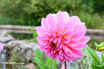 DPP_4035