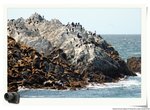 Bird Rock