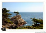 The Lone Cypress 1
