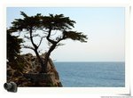 The Lone Cypress 2
