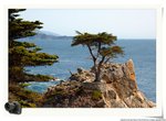 The Lone Cypress 3