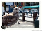 DSC_8518_nEO_IMG
