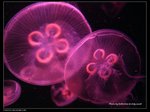 P7202325