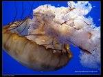 P7202409