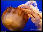 P7202410