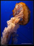 P7202416