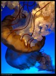 P7202433
