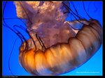 P7202485