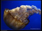 P7202491