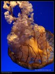 P7202544