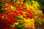 DSC07853a
