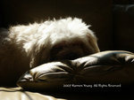 doggy 01