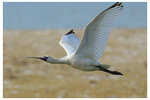 2025-11-28 MP321