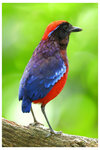 2026-07 Malaysia398