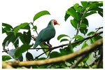 2026-07 Malaysia538