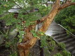 清水寺