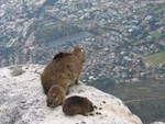 A mother Dassie overlooks Cape Town, while the kids feed on the "leftover".