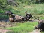 Cooling off in the mud and pond.