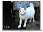外國貓...藍眼珠
