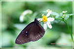 Euploea core 幻紫斑蝶