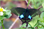Papilio paris 巴黎翠鳳蝶