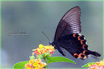 Papilio paris 巴黎翠鳳蝶