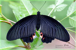 Papilio protenor 藍鳳蝶