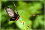 Pachliopta aristolochiae 紅珠鳳蝶