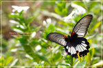 Papilio memnon 美鳳蝶